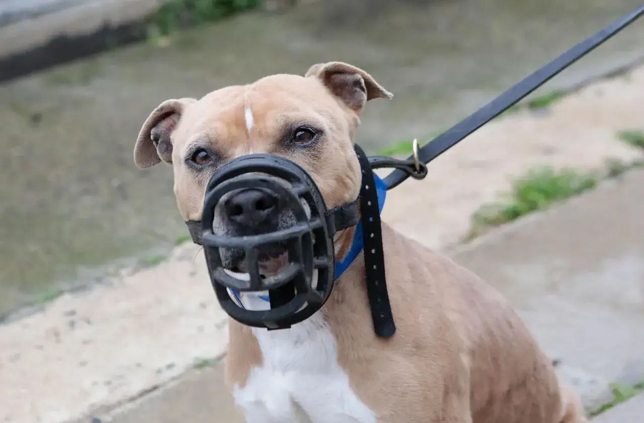 Un chien de type staff, muselé et tenu en laisse, est peut-être considéré comme un chien dangereux par certains.