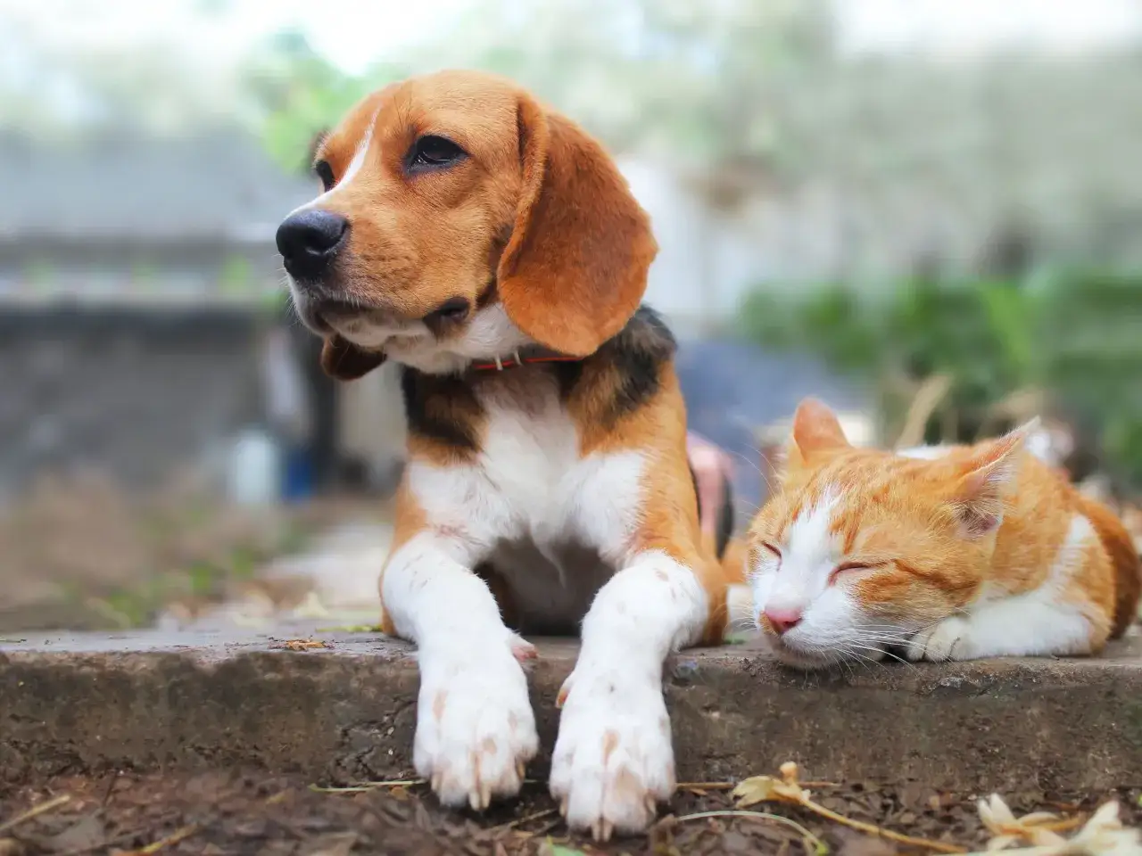 Un beagle et un chat roux dorment paisiblement côte à côte. Une belle image pour penser à faire garder son chien par la SPA.