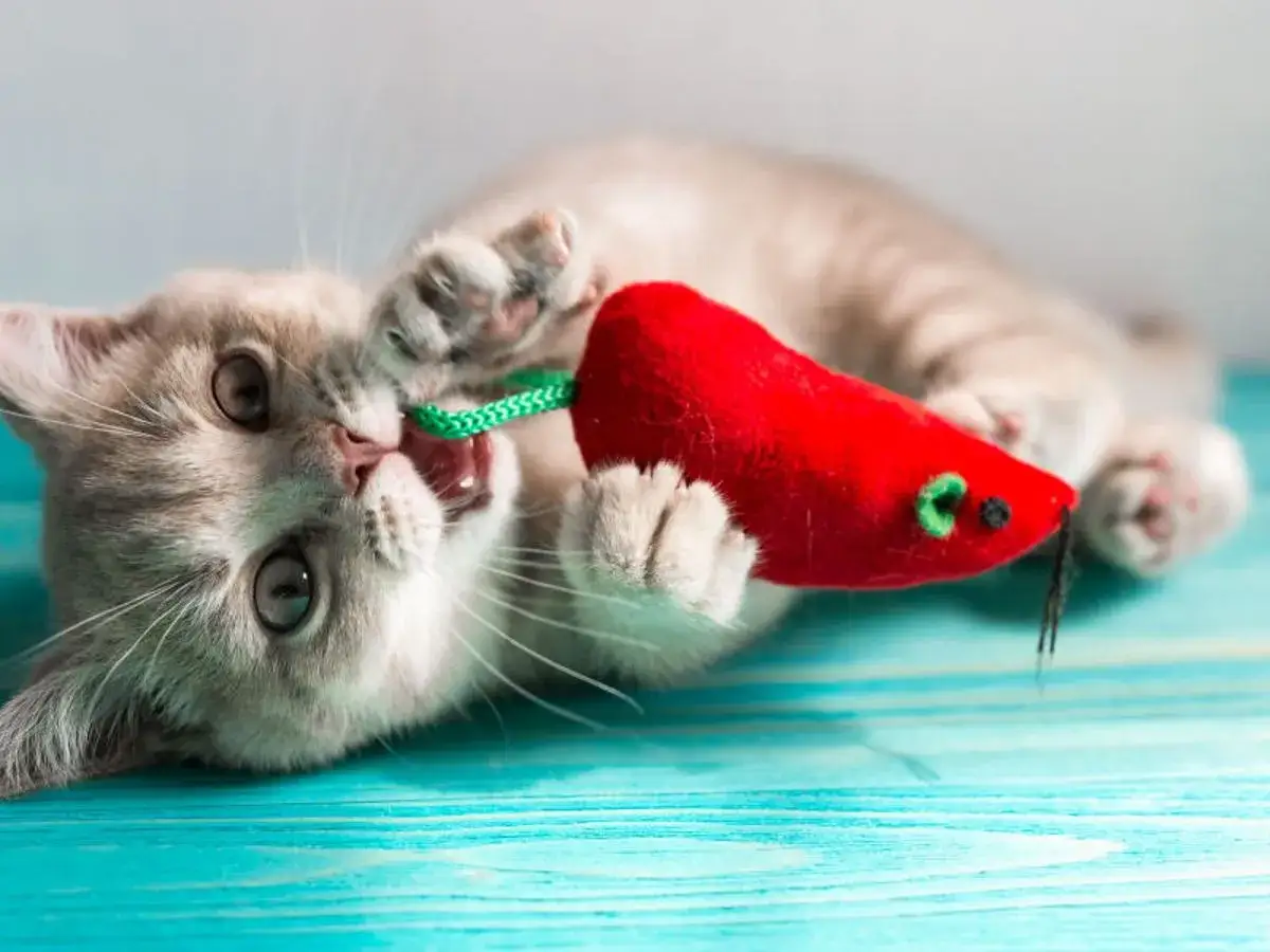 Un chaton joue avec une souris rouge. Si votre chat avale un corps étranger, le temps pour évacuer dépend de sa taille et de sa nature.