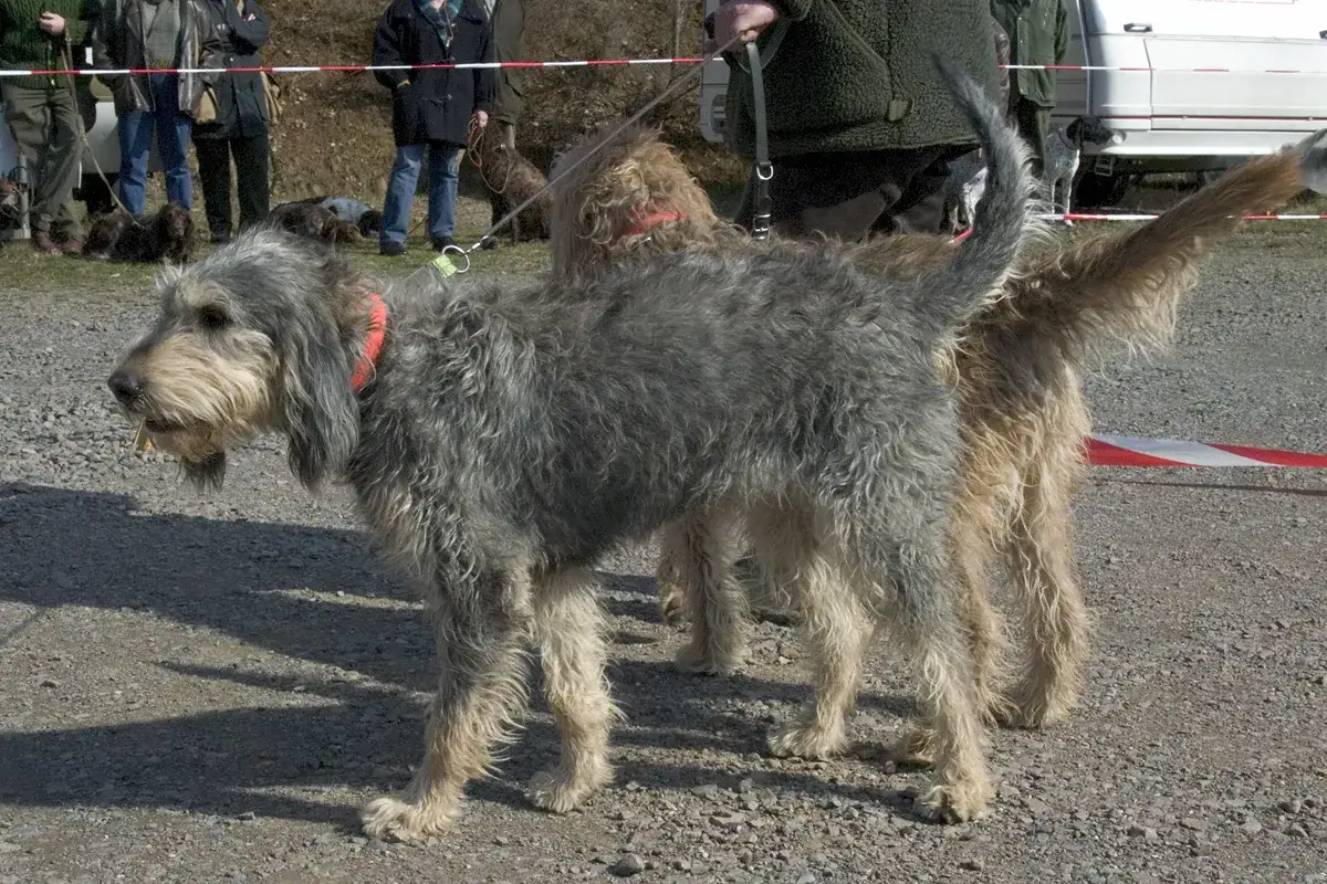 Un griffon chien au poil gris et hirsute, avec une touche de beige, attend patiemment. D'autres chiens sont visibles en arrière-plan.