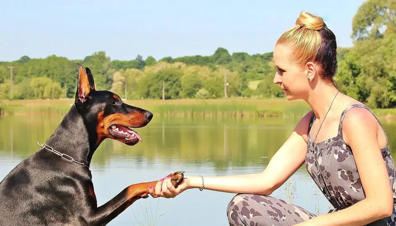 Un doberman et une femme se serrent la patte et la main, un moment de complicité qui témoigne du travail d'un comportementaliste canin.
