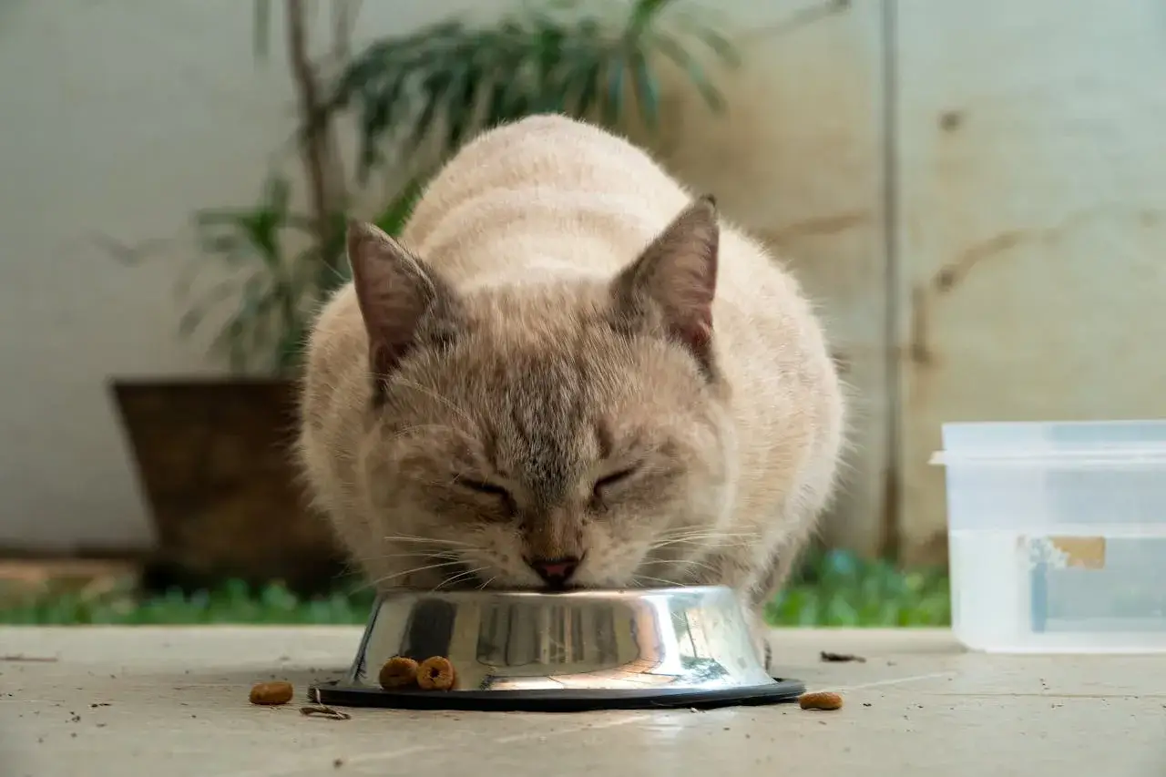 Un chat mange dans sa gamelle. La question de savoir combien de fois par jour nourrir un chat est importante pour sa santé.