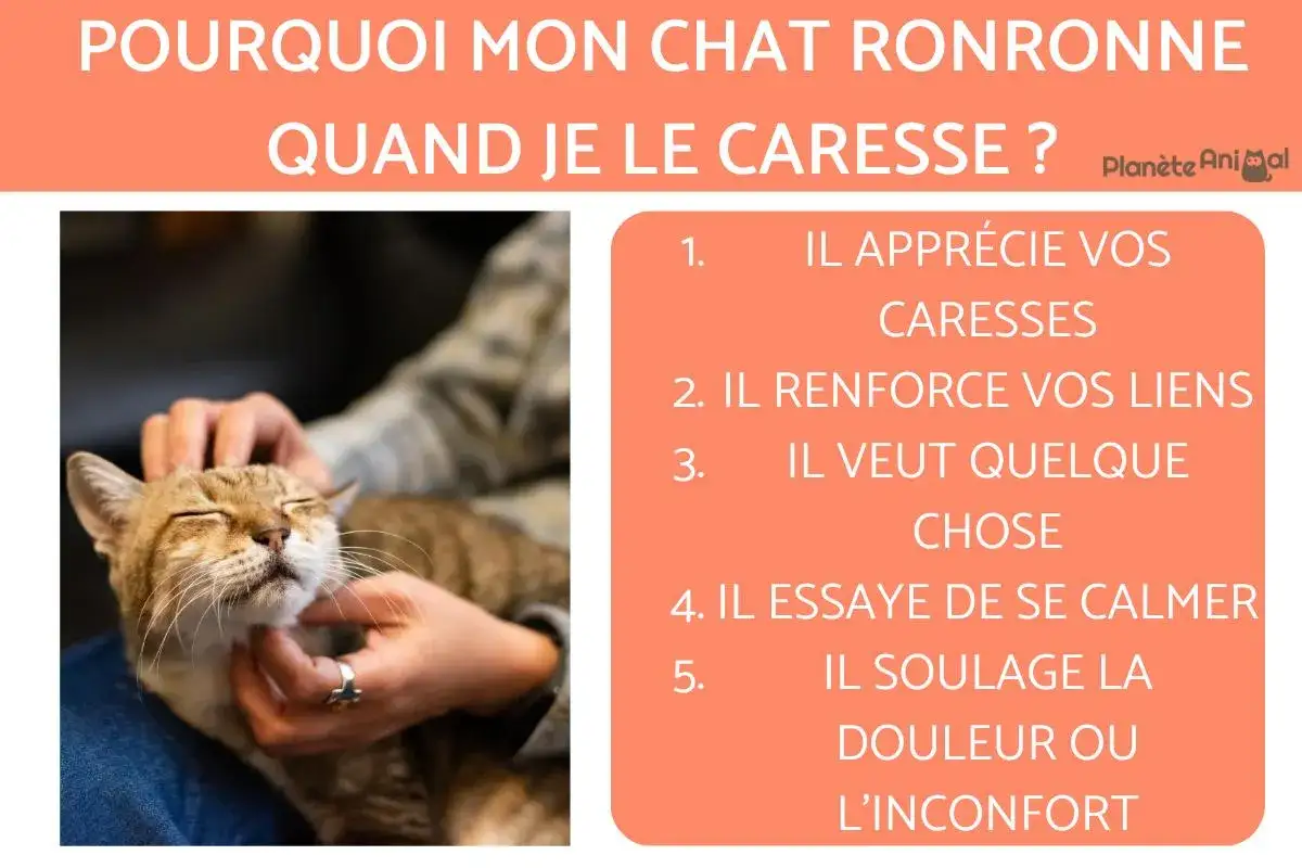 Un chat tigr&eacute;, les yeux ferm&eacute;s, appr&eacute;cie les caresses. L'image explique pourquoi mon chat ronronne : il aime, renforce les liens, veut quelque chose, se calme ou soulage une douleur.
