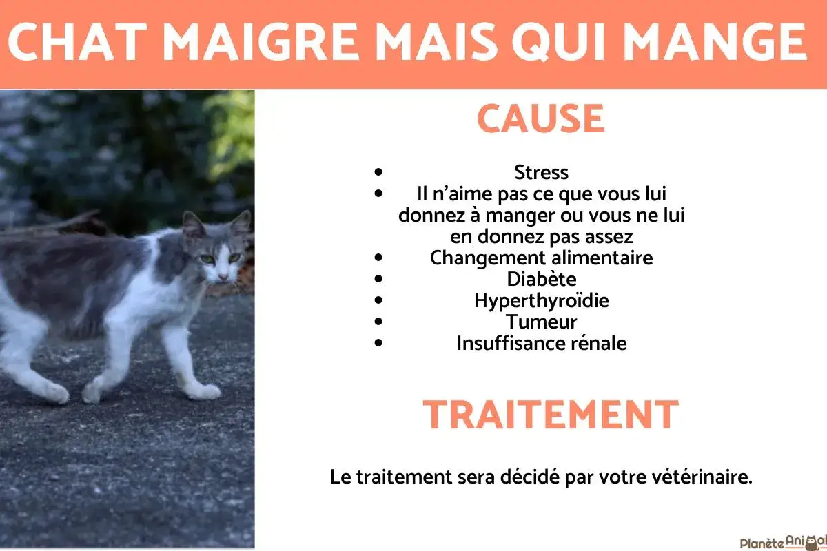 Chat maigre malgré son appétit. Causes et traitements pour savoir comment faire grossir un chat.