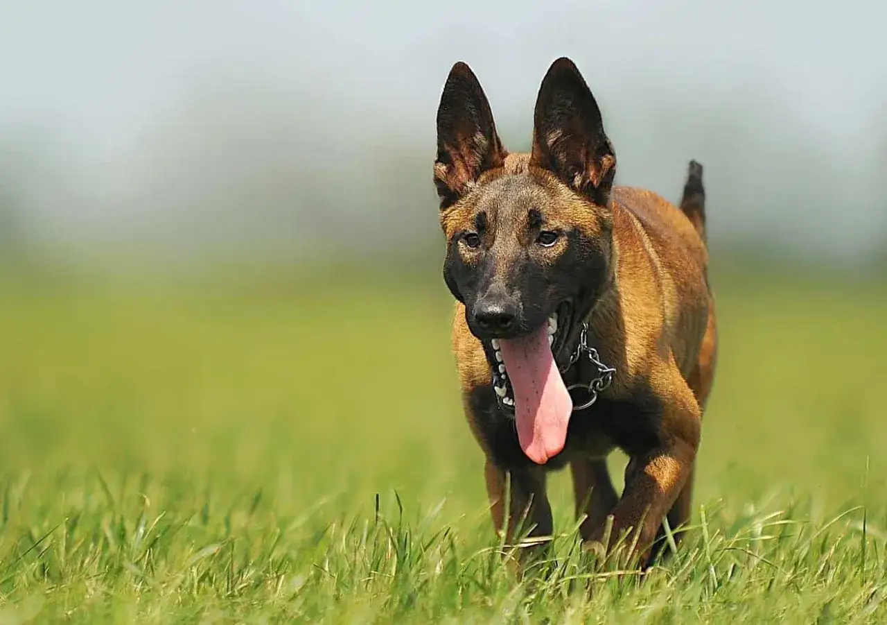 Un magnifique berger malinois court dans un champ d'herbe verte, la langue pendante, prêt pour l'action.