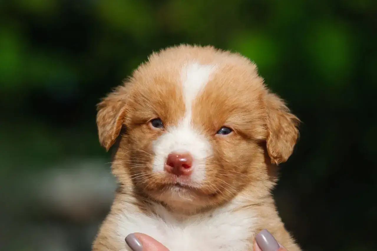 Adorable chiot retriever de la Nouvelle-Écosse, avec son pelage roux et blanc, regarde avec curiosité.