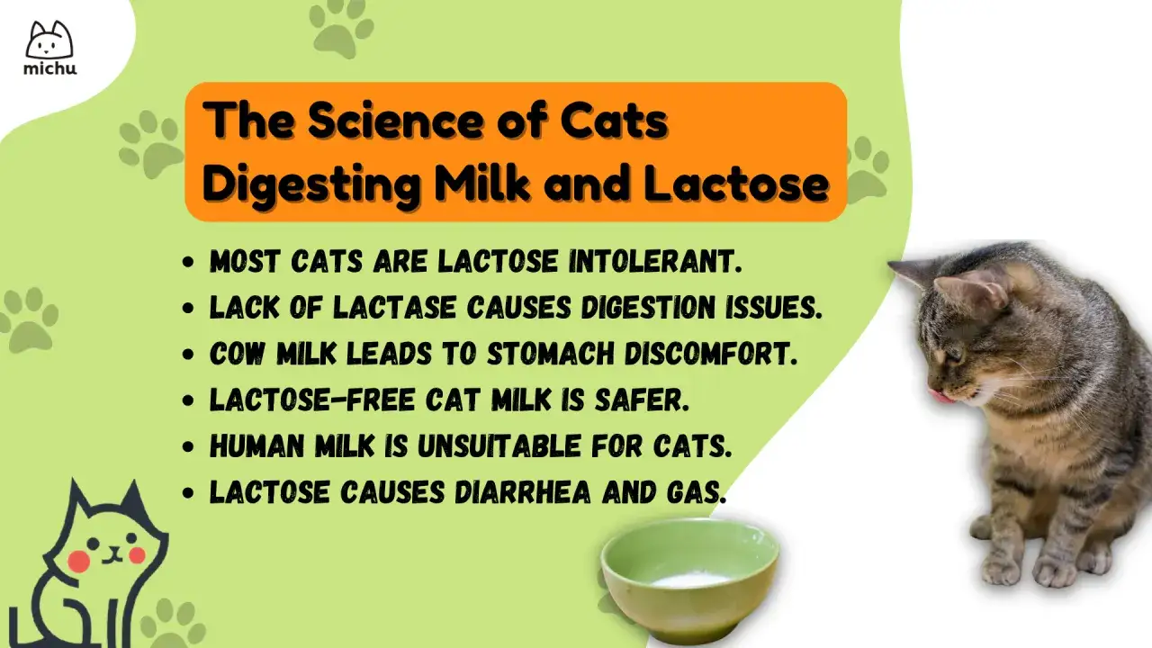 La plupart des chats sont intolérants au lactose. Est-ce dangereux de donner du lait à un chat ? Le lait de vache peut causer des troubles digestifs.