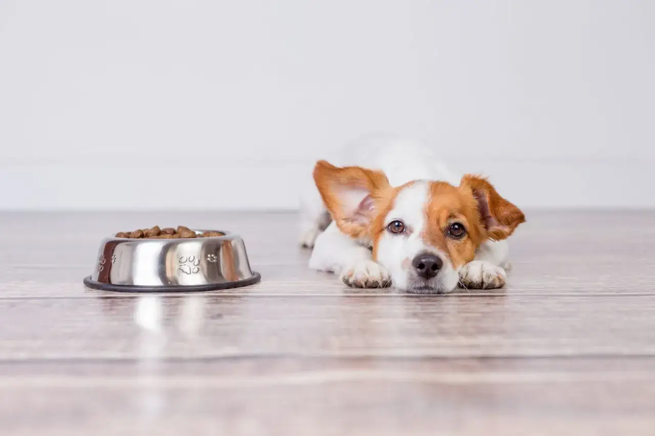 Petit chien blanc et roux, allong&eacute; sur le parquet, &agrave; c&ocirc;t&eacute; de sa gamelle pleine. Il a l'air un peu triste, peut-&ecirc;tre parce que mon chien mange trop vite et qu'il n'a pas eu le temps de finir.
