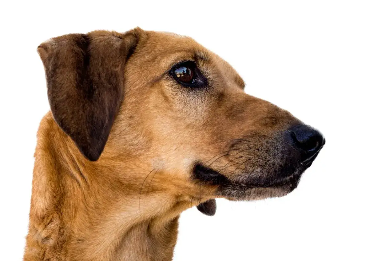 Profil d'un chien au pelage brun doré, un fidèle berger créole au regard attentif.