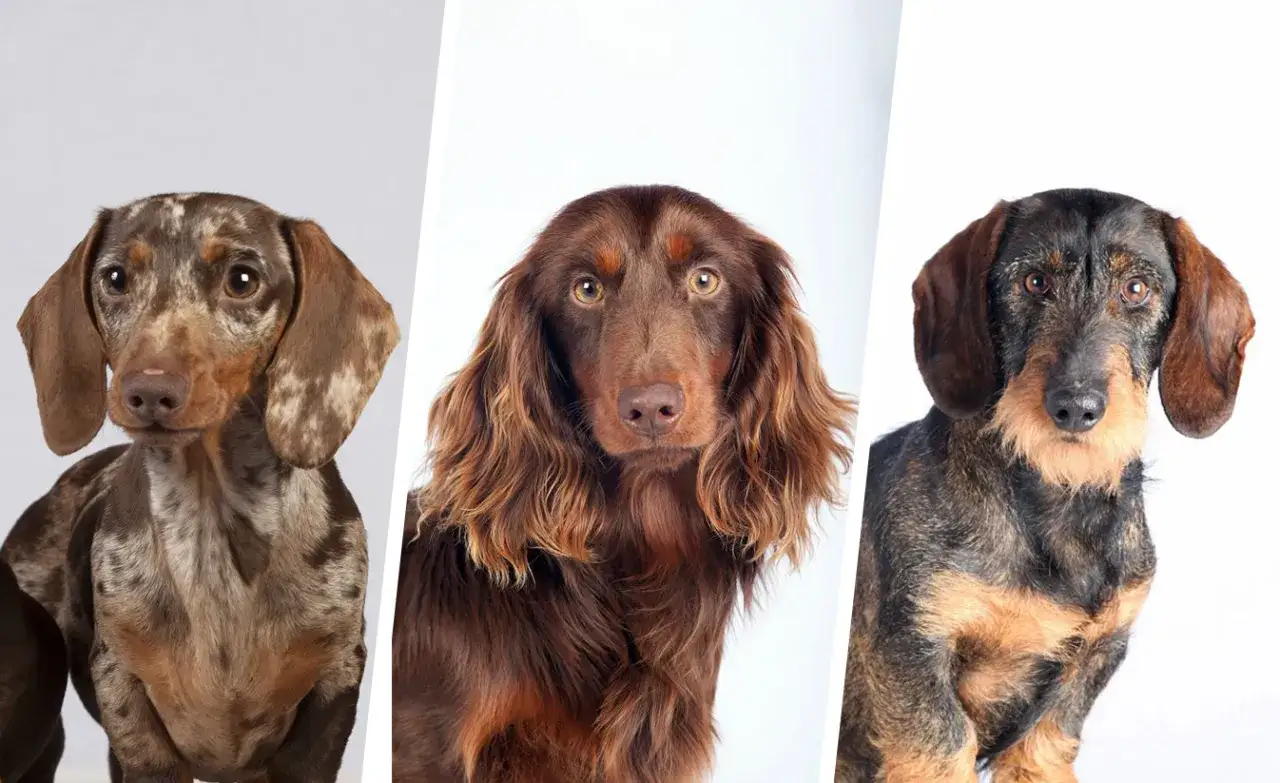Trois adorables chiens saucisses aux poils longs et courts, aux couleurs variées, posent fièrement.