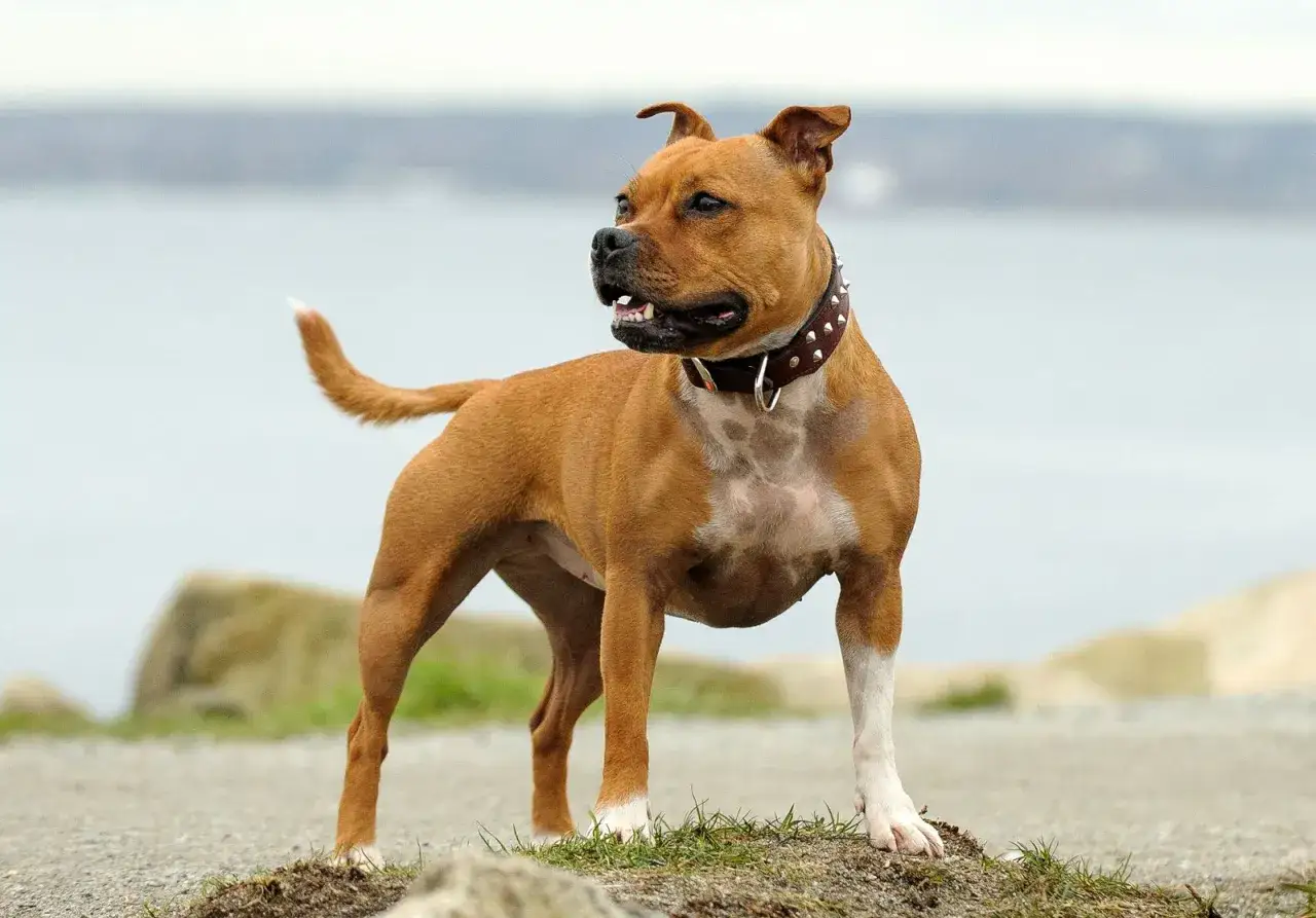 Un Staffordshire Bull Terrier brun et blanc, portant un collier clouté, se tient sur une plage rocheuse.