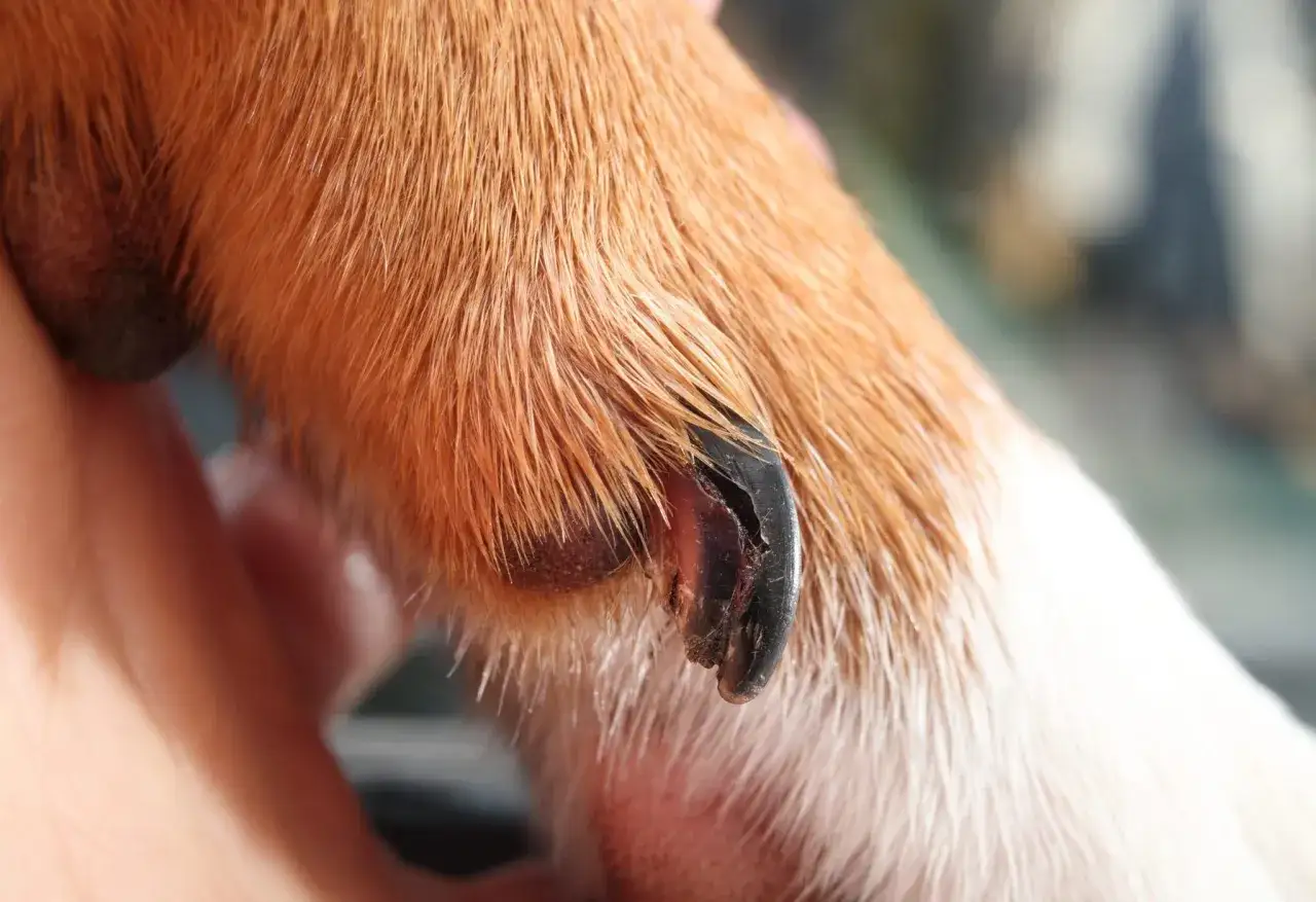 Gros plan sur une griffe de chien fendue sur la longueur, montrant la séparation du vernis.