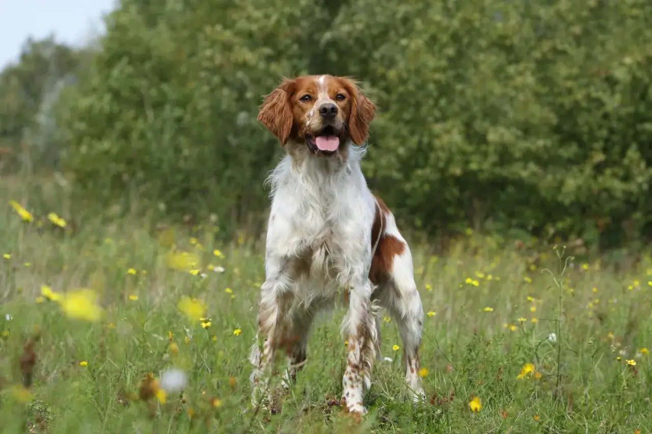 Un épagneul breton, fier et alerte, se tient dans un champ fleuri, prêt pour l'aventure.