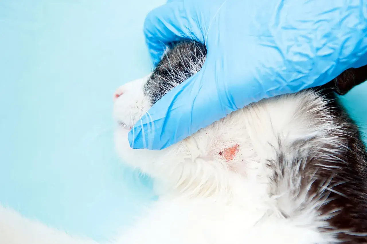 Main d'un vétérinaire en gant bleu examinant un bouton sur le dos d'un chat.