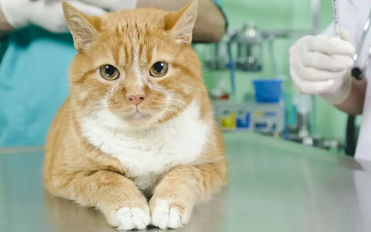Un chat roux attend patiemment sur une table vétérinaire, prêt pour sa stérilisation.