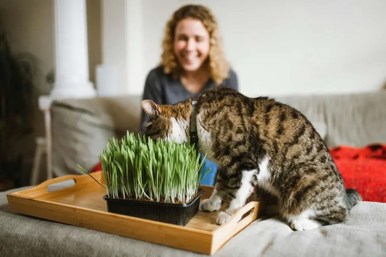 Un chat gourmand savoure de l'herbe fraîche, une scène qui explique pourquoi les chats mangent de l'herbe. Une femme souriante est assise en arrière-plan.