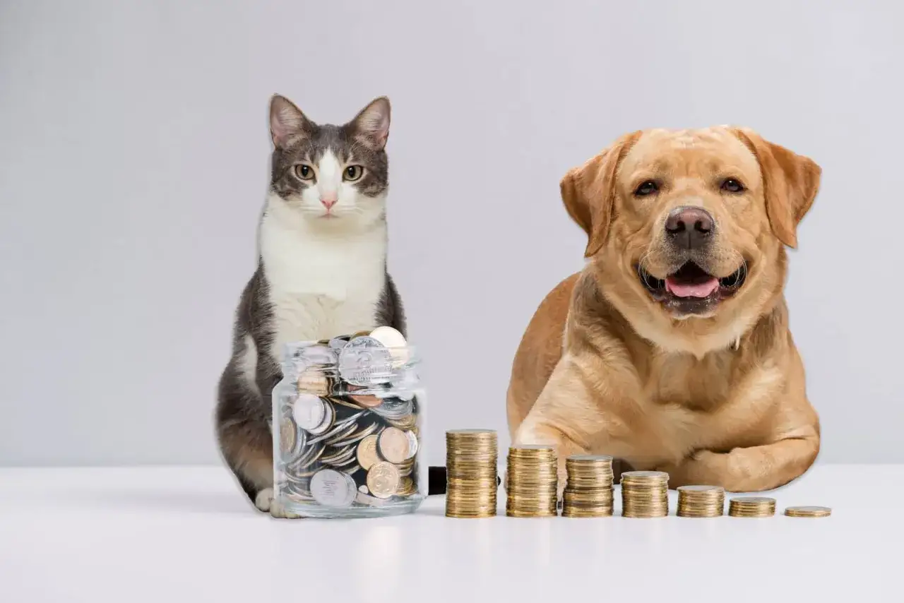 Un chat gris et blanc garde une tirelire remplie de pièces. À côté, un labrador souriant est entouré de piles de pièces, symbolisant le prix radio chat.
