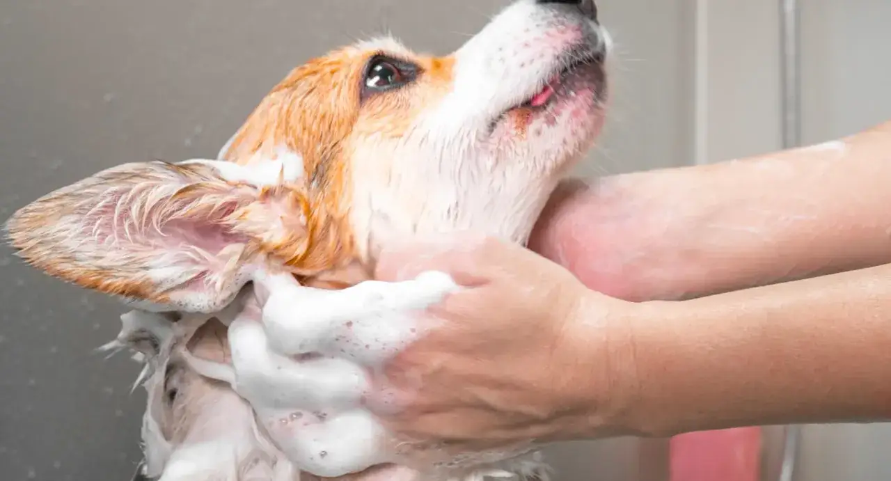 Un chien est lavé avec du savon. La fréquence de lavage du chien dépend de sa race et de son mode de vie.