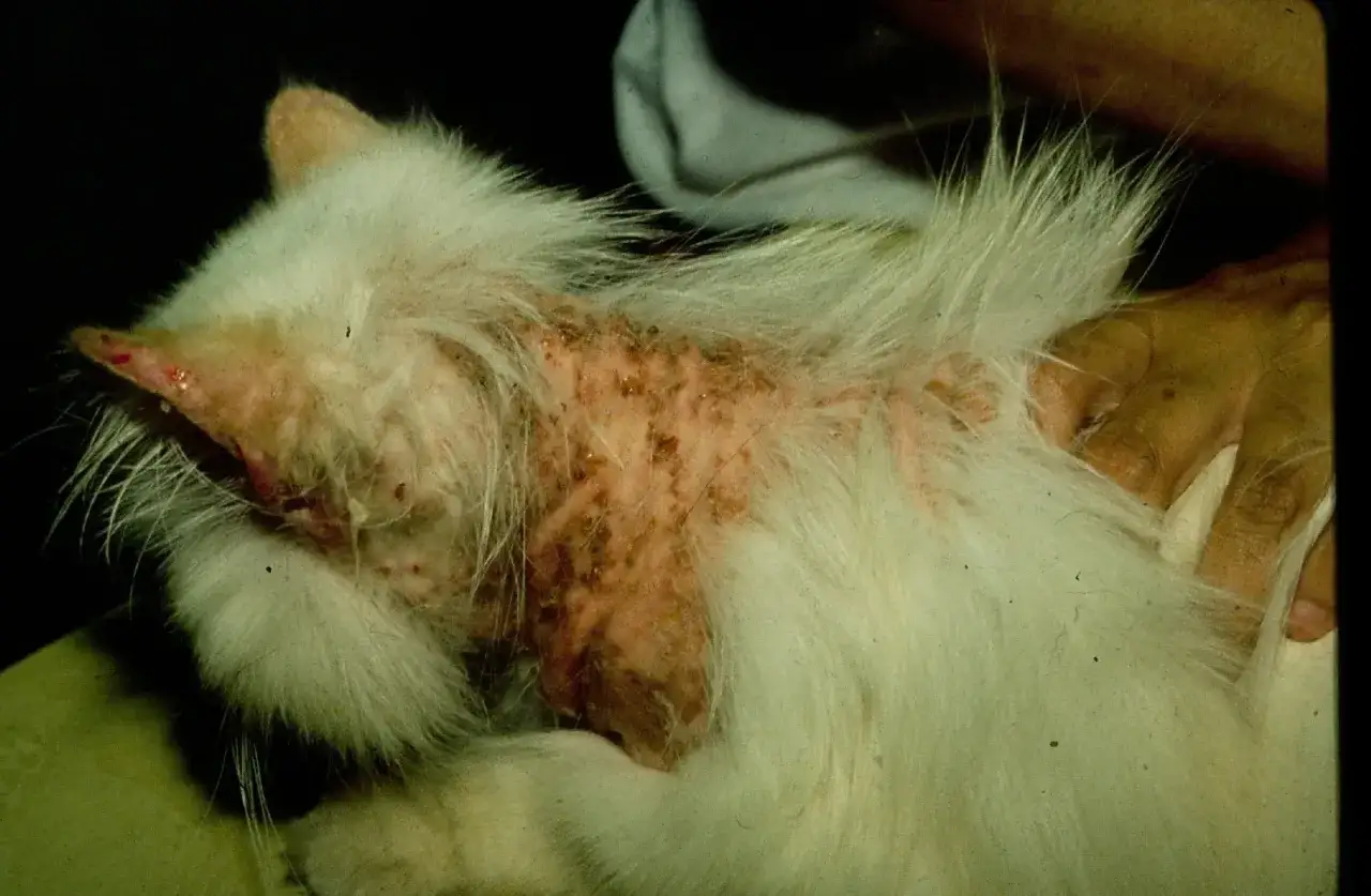 Gros plan sur un chat blanc dont le cou et les oreilles sont affectés par un eczéma sévère, avec des lésions rouges et croûteuses.