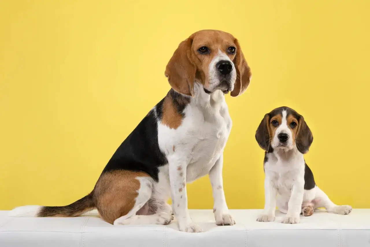 Un beagle adulte et un chiot beagle sur fond jaune. Le chiot est encore plein d'énergie, mais à quel âge un beagle se calme ?