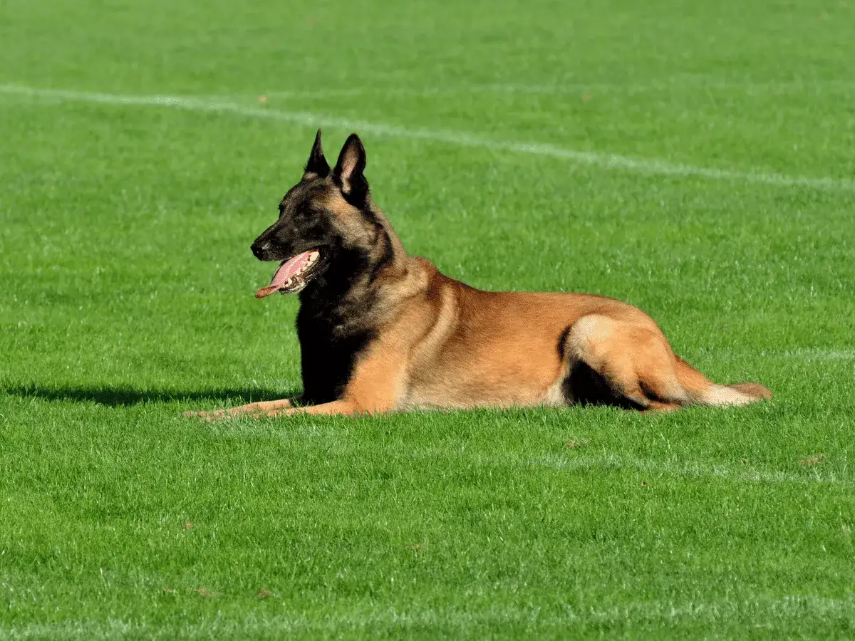 Un Malinois au repos sur l'herbe, sa langue pendante. Son point faible du Malinois ? Peut-être la chaleur, car il semble chercher à se rafraîchir.