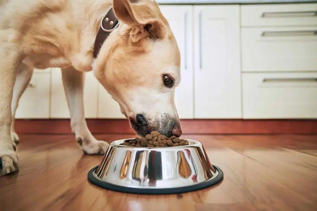 Un chien mange des croquettes dans sa gamelle. La question
