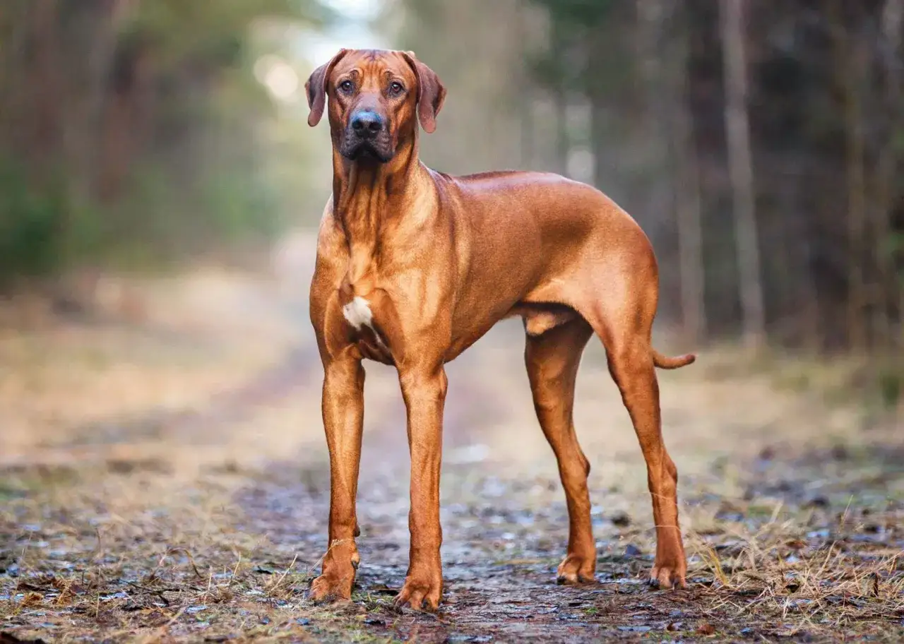 Majestueux Rhodesian Ridgeback, sa taille imposante et sa robe fauve se détachent sur un sentier forestier.
