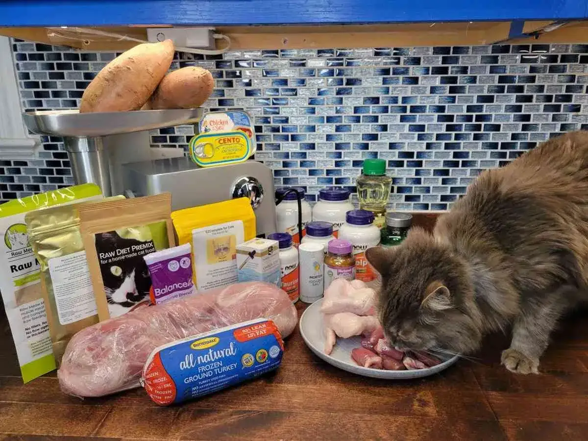 Pr&eacute;paration d'une ration m&eacute;nag&egrave;re pour chat : viande crue, patates douces, compl&eacute;ments et un chat curieux.