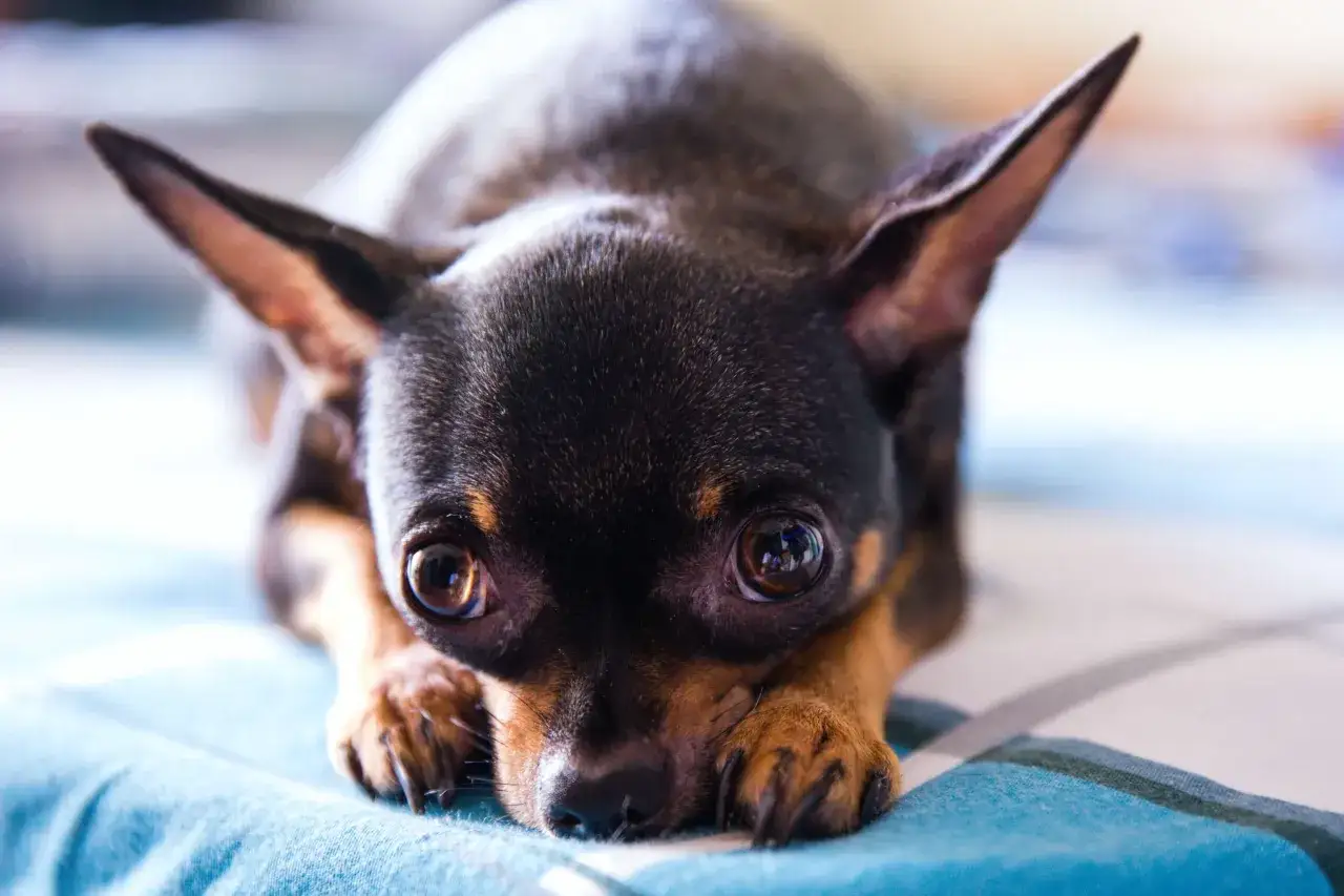 Un adorable petit chien de race Chihuahua, aux grands yeux expressifs, se repose sur un plaid.