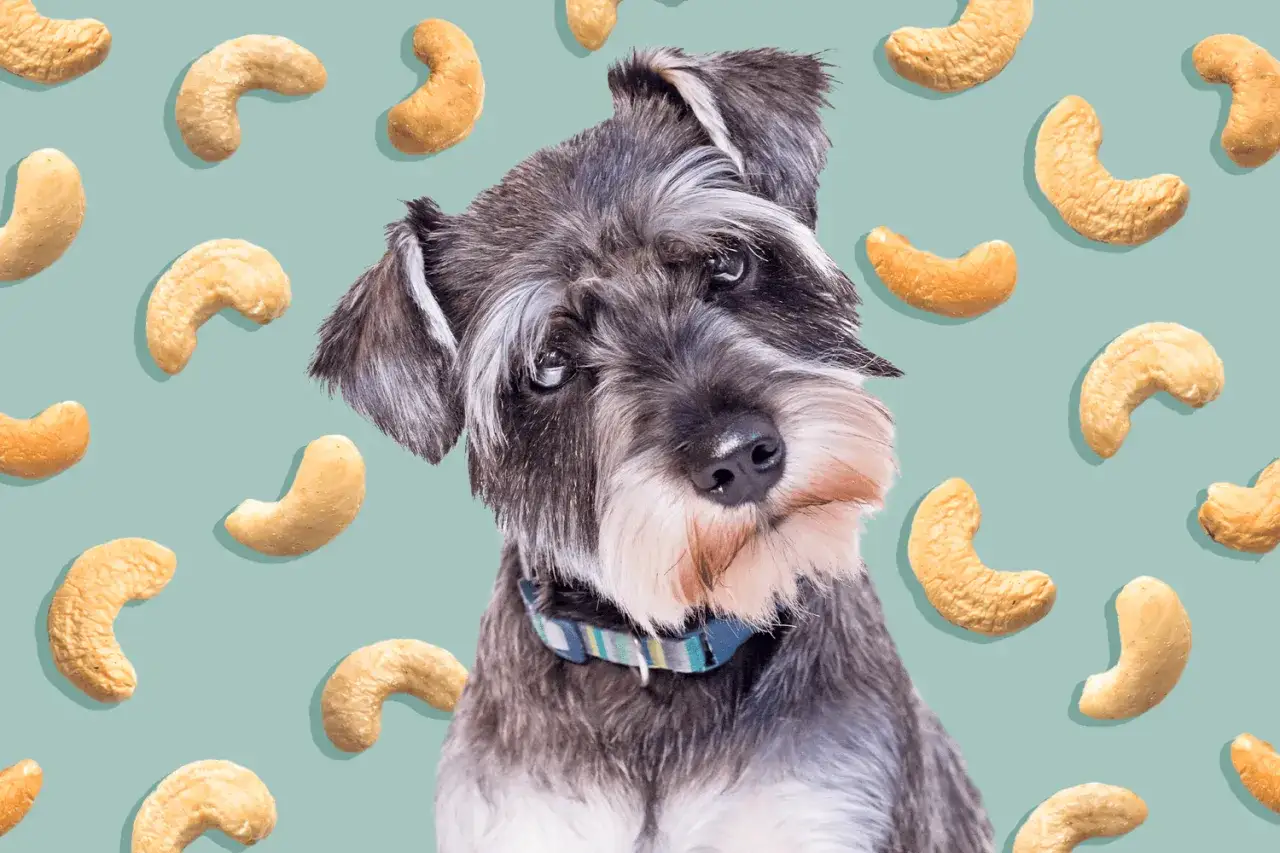Un adorable chien schnauzer regarde avec curiosit&eacute;, entour&eacute; de noix de cajou.