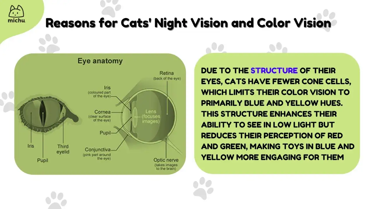 Anatomie de l'œil félin expliquant pourquoi les chats voient-ils les couleurs principalement en bleu et jaune, avec une vision nocturne améliorée.