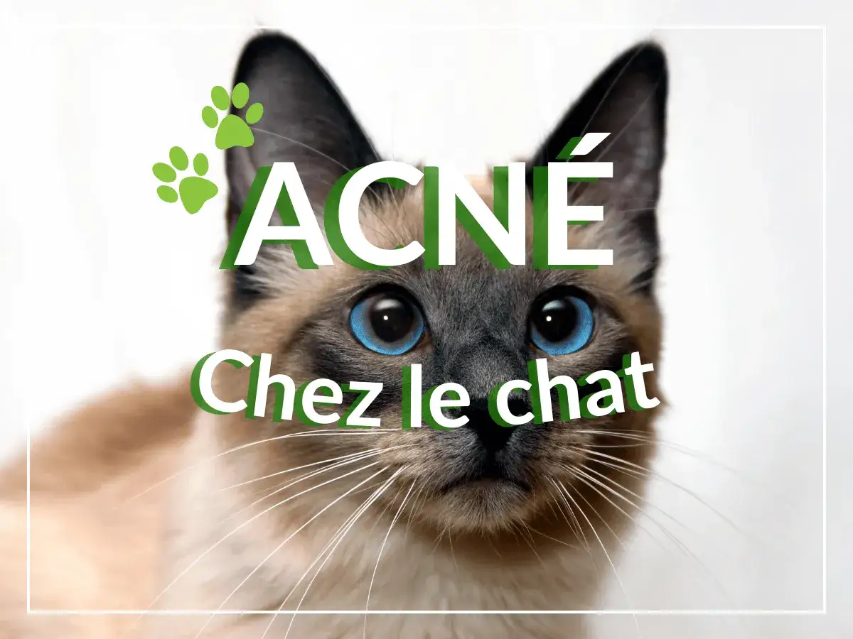Un chat siamois aux yeux bleus, avec le texte 