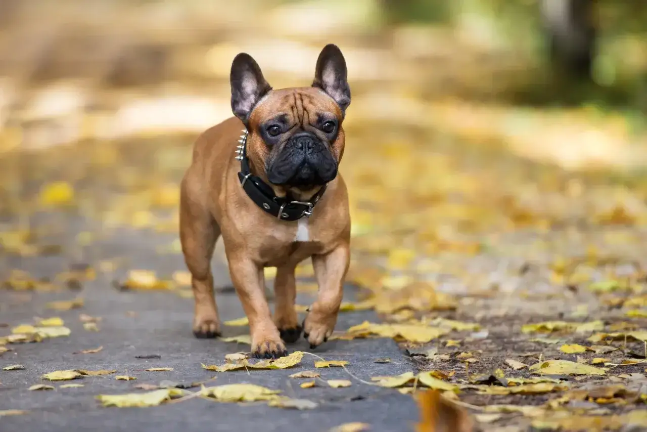 Un adorable bouledogue français nain, au poil fauve et au collier clouté, trotte sur un chemin jonché de feuilles d'automne.