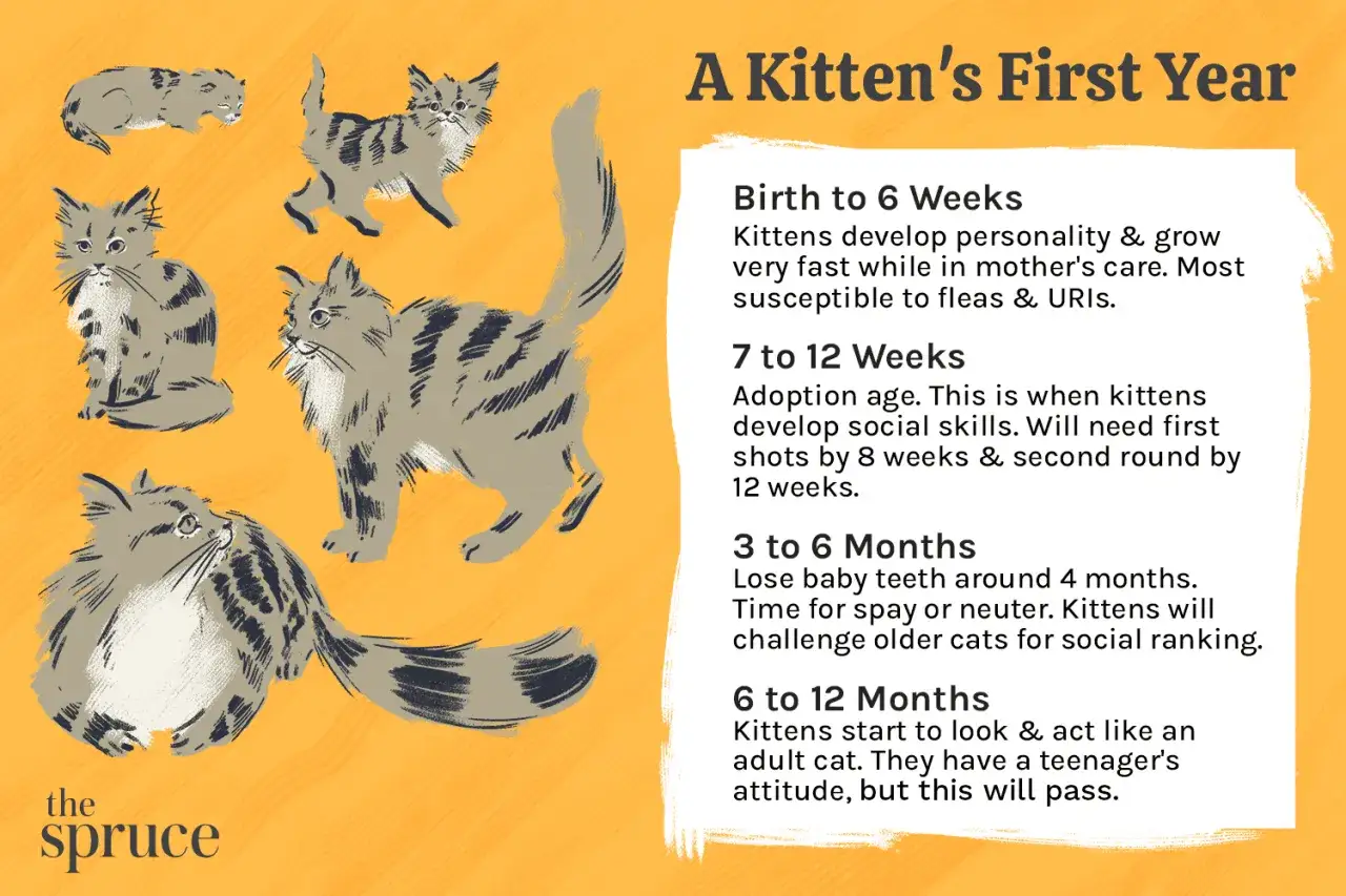 Illustrations de chatons à différents âges, montrant leur évolution et leur prise de poids. Un guide sur la première année d'un chaton.