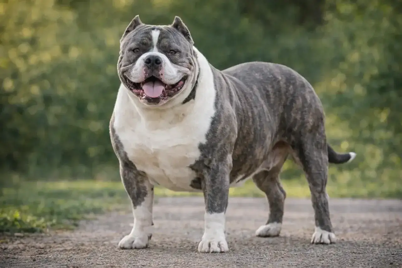 Un chien bully au poil tigré et blanc, musclé et souriant, se tient sur un chemin de terre.