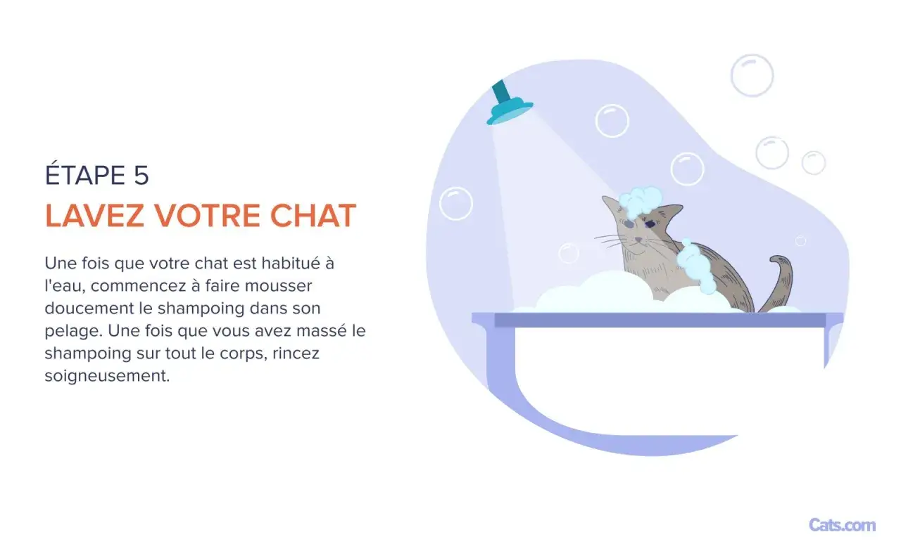 Étape 5 : comment laver un chat. Un chat gris est savonneux dans une baignoire, sous une douche.