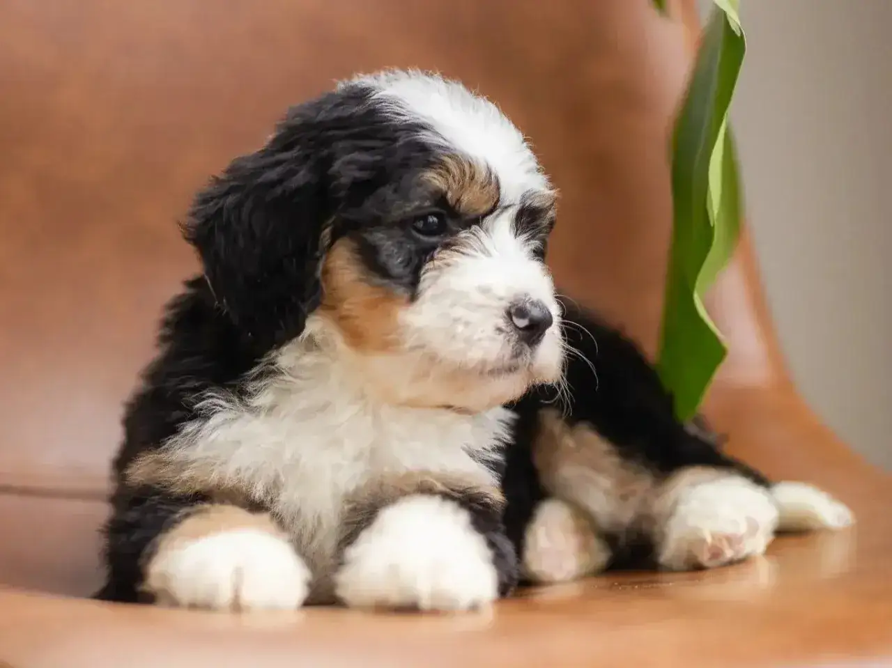 Adorable chiot tricolore, un chien qui n'aboie pas et ne perd pas ses poils, repose sur un fauteuil en cuir.