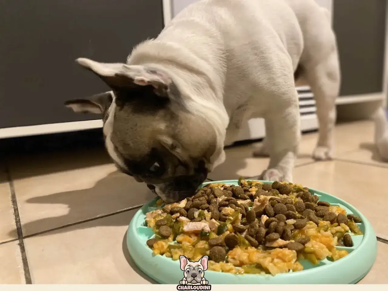 Un bouledogue français savoure sa nourriture dans une gamelle ludique.