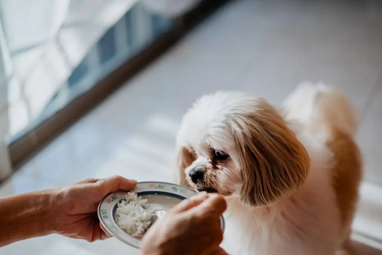 Un chien mange du riz dans une assiette. Le riz est souvent recommandé pour les chiens souffrant de diarrhée.
