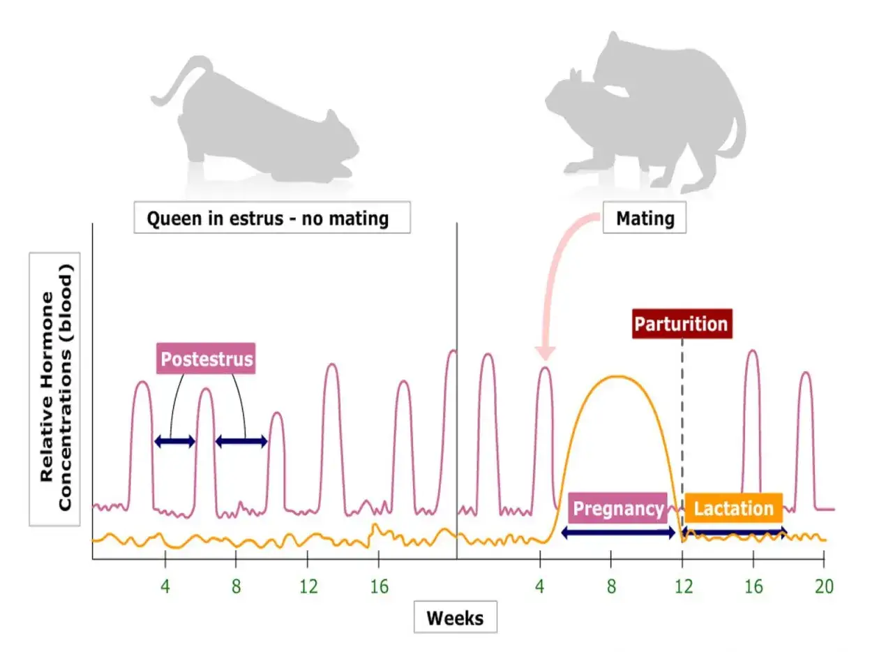 Graphique montrant le cycle hormonal félin. Une chatte peut avoir plusieurs portées par an si elle est accouplée.