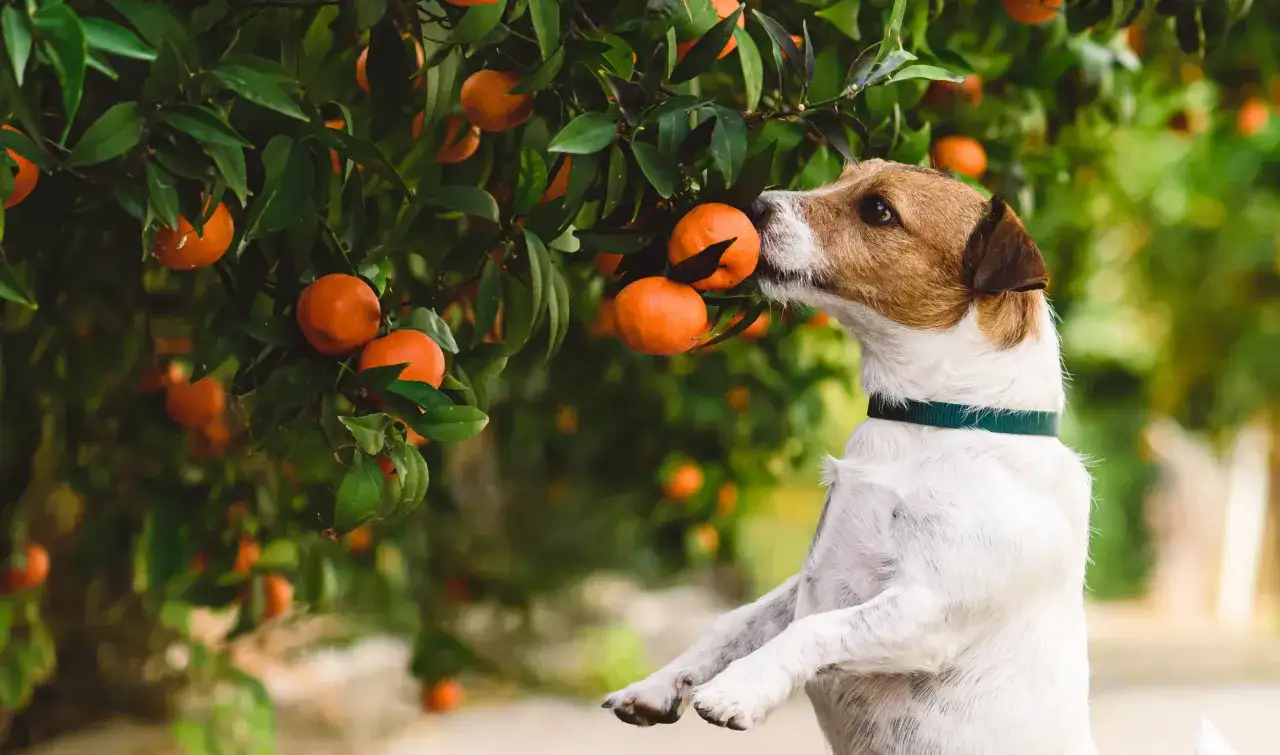 Un chien Jack Russell renifle une mandarine sur un arbre. Il semble curieux de cette mandarine pour les chiens.