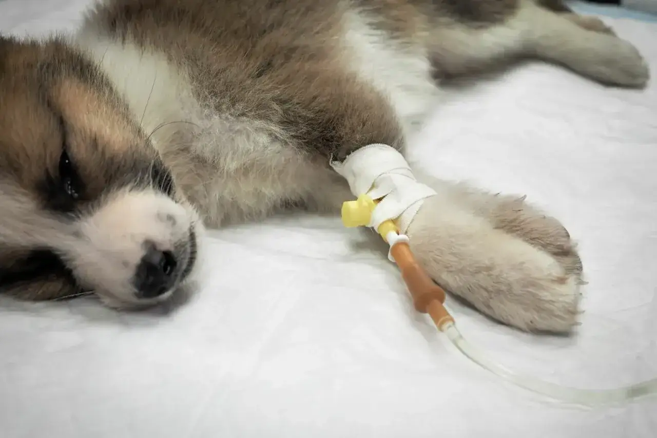 Un chiot malade reçoit une perfusion intraveineuse, possiblement à cause d'un empoisonnement chien symptômes.