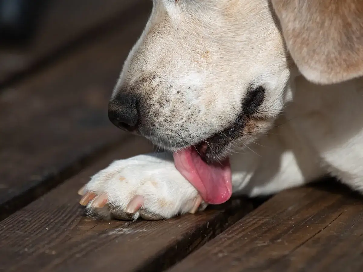 Un chien se l&egrave;che la patte, peut-&ecirc;tre pour se nettoyer ou par ennui. La question 