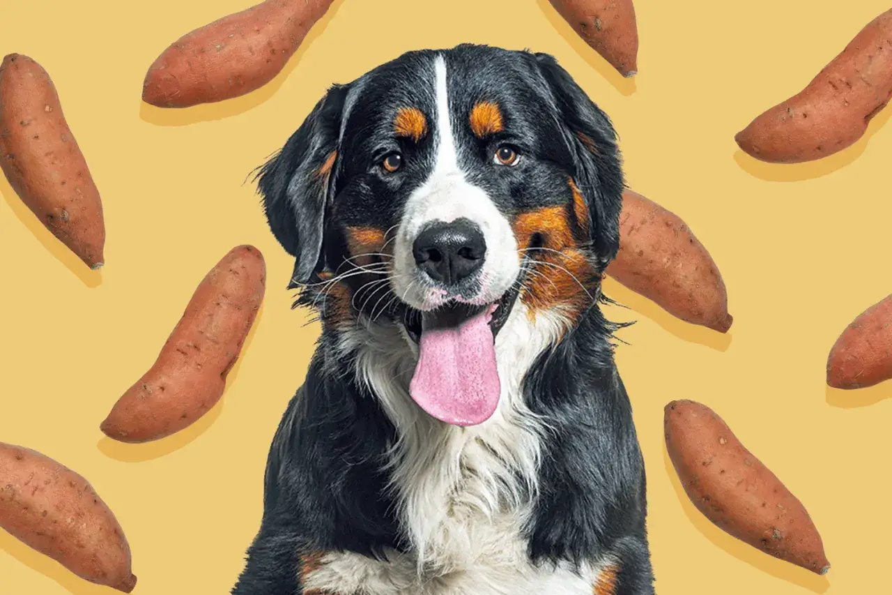 Un chien joyeux entouré de patates douces. Il semble attendre sa friandise préférée.