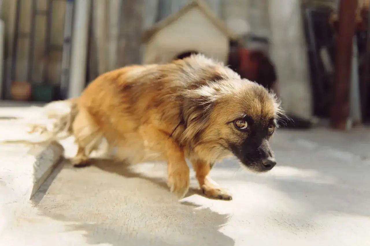 Un petit chien brun aux yeux &eacute;carquill&eacute;s, l'air effray&eacute;, se tient sur le b&eacute;ton. Mon chien a peur de tout, m&ecirc;me de son ombre.