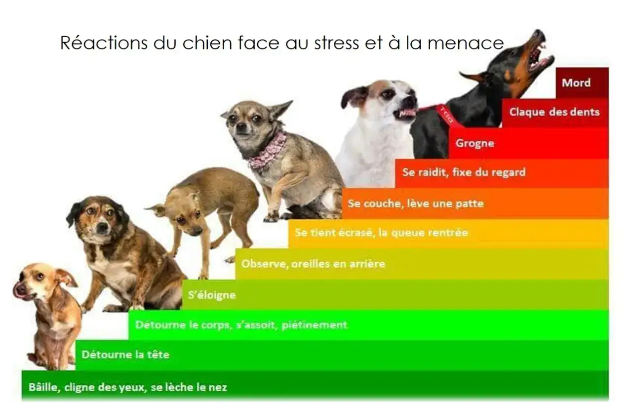 &Eacute;volution des r&eacute;actions d'un chien face au stress : de b&acirc;illements &agrave; la morsure. Mon chien est devenu agressif subitement, ce sch&eacute;ma aide &agrave; comprendre les signes.