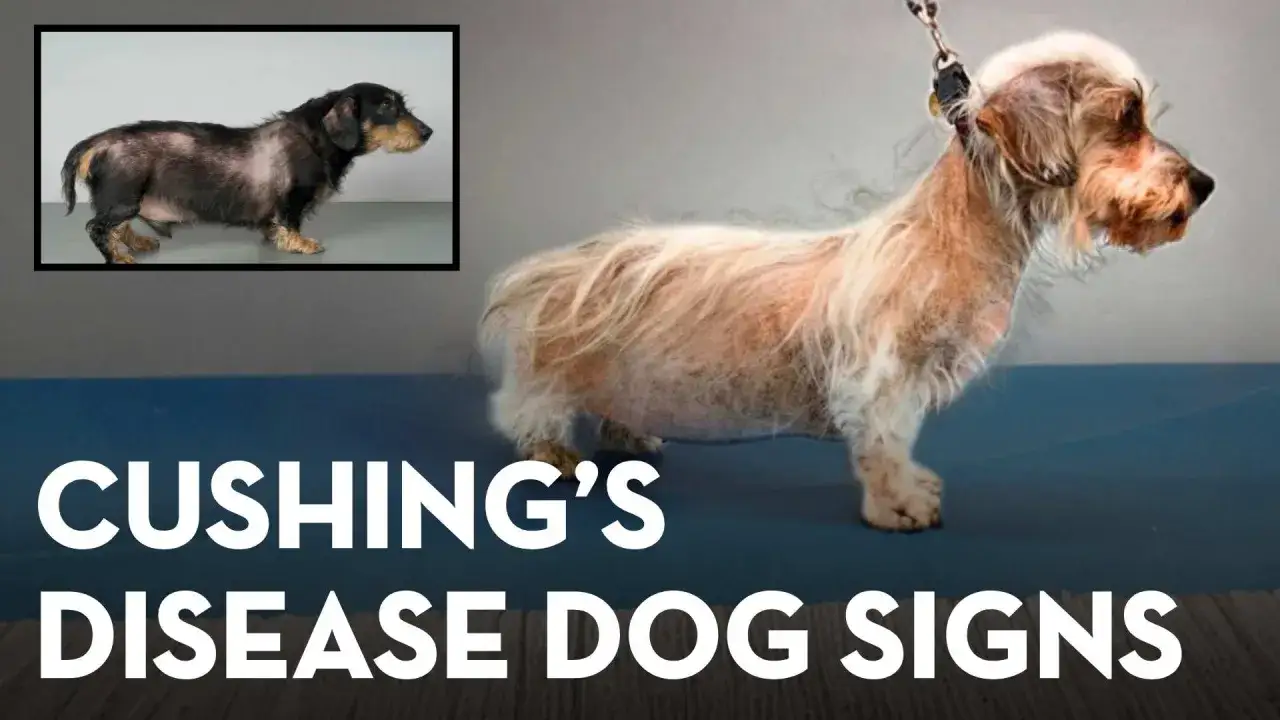 Chien atteint de la maladie de Cushing, montrant une perte de poils et une peau fine.