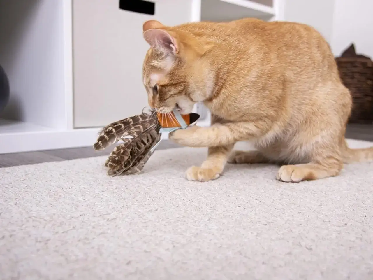Chat roux joue avec un jouet à plumes, prouvant qu'il n'y a pas d'âge pour s'amuser.