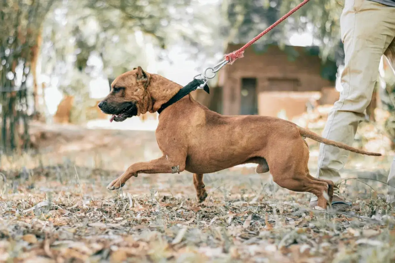 Mon chien tire en laisse, un pitbull brun court sur un sentier couvert de feuilles mortes, son maître à ses côtés.