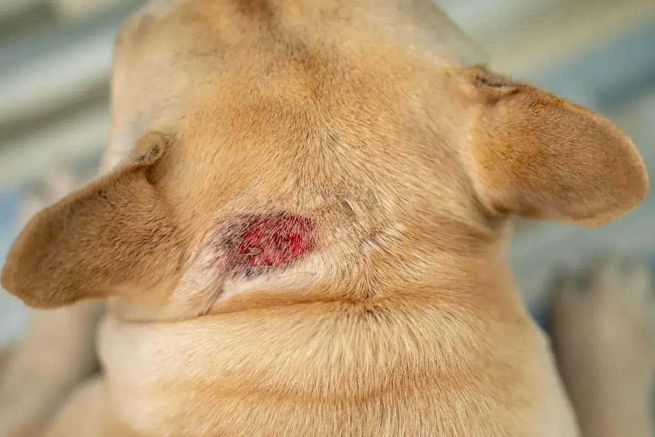 Plaie rouge et irritée sur le cou d'un chien, signe d'un hot spot. Le temps de guérison est attendu.